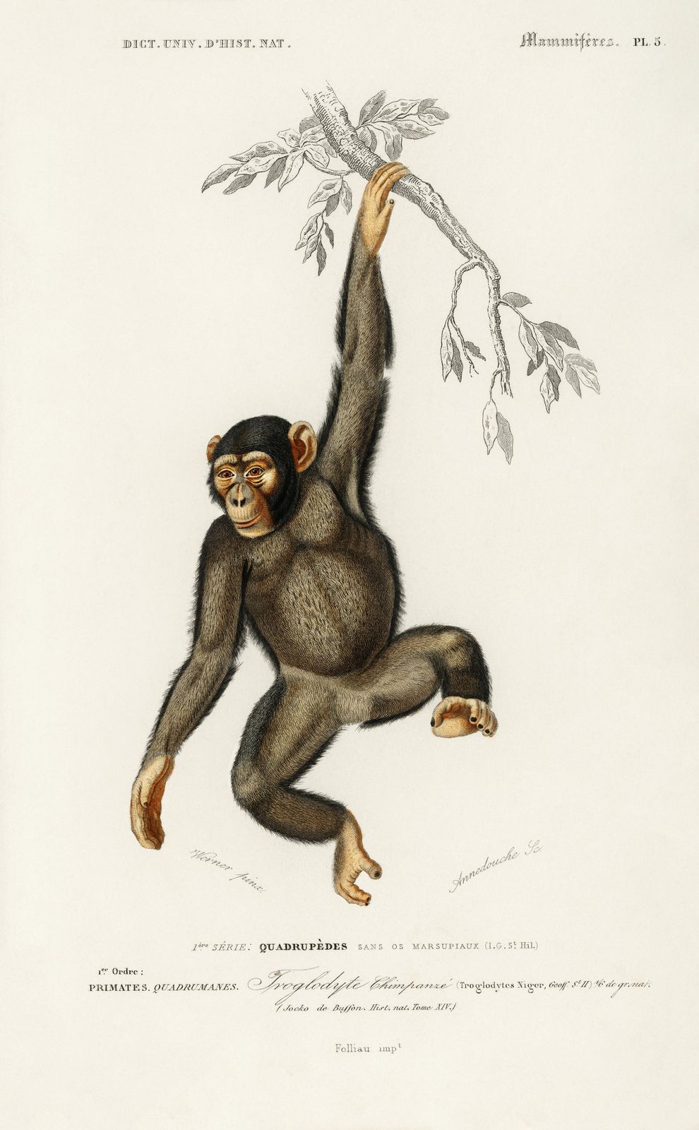 Vintage Chimpanzee Hanging Wall Art - Wildlife Art