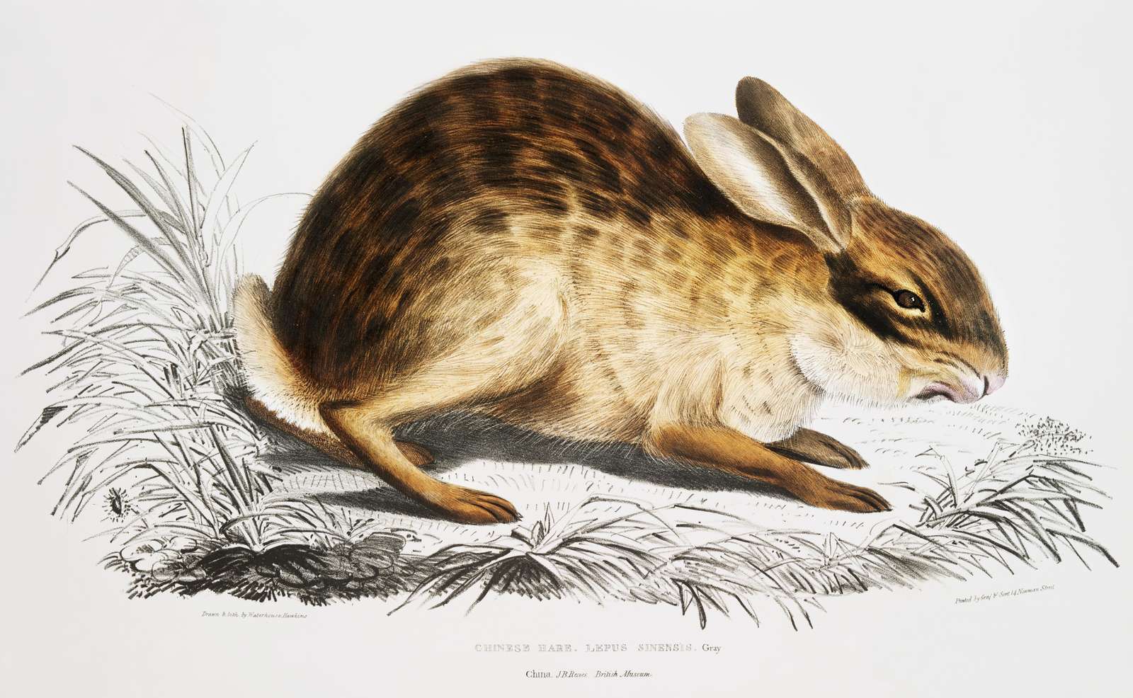 Vintage Chinese Hare Wildlife Art Wall Art