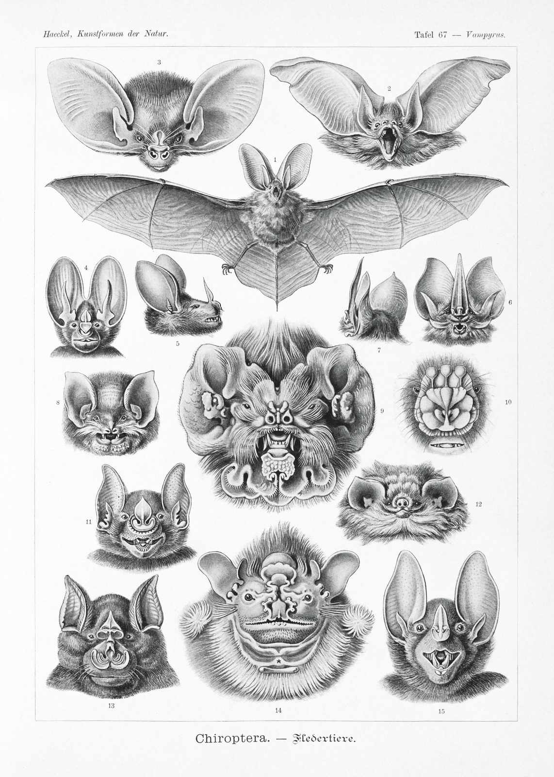 Vintage Bat Anatomy Poster Wall Art