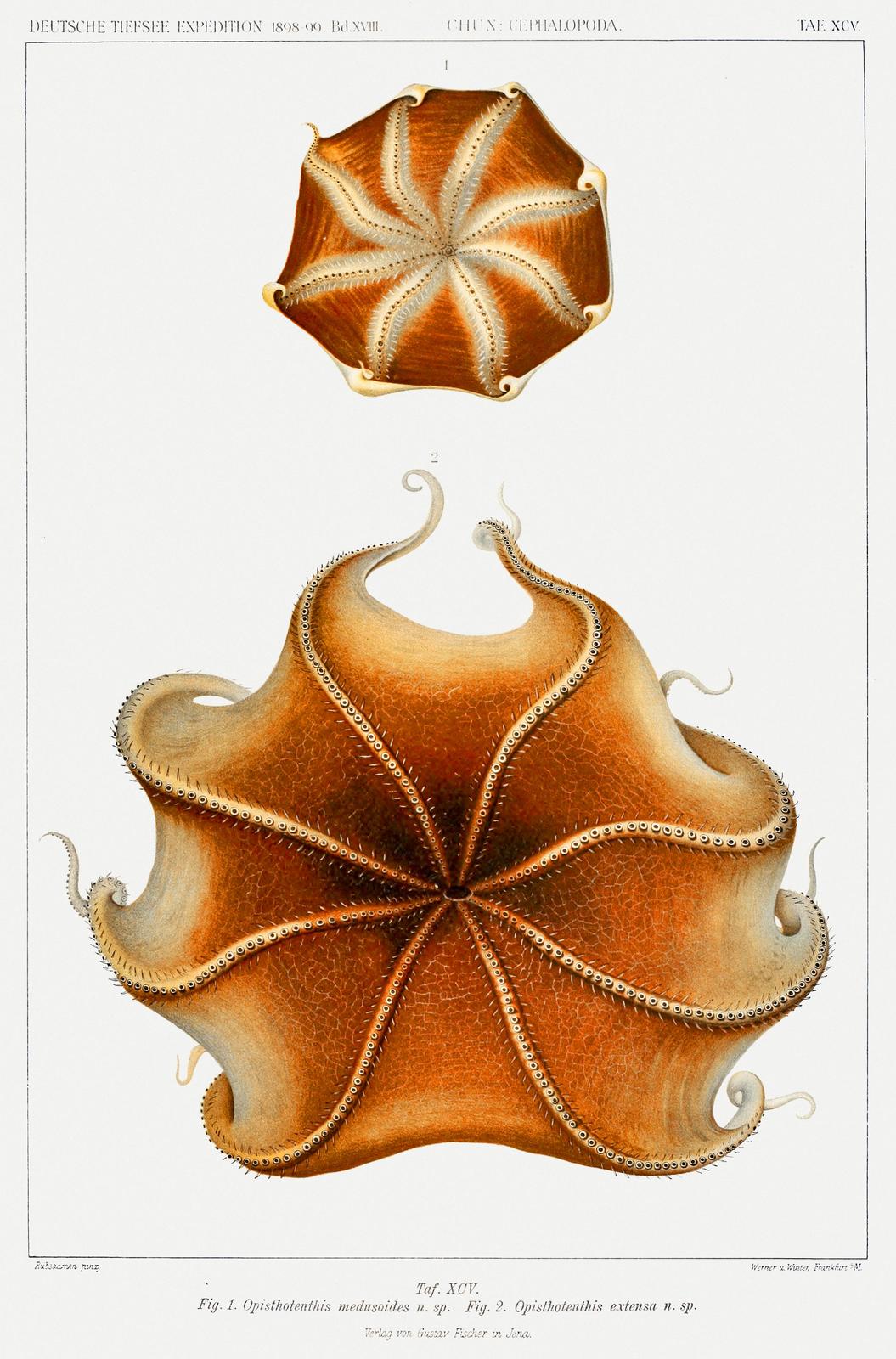 Vintage Octopus Art Print | Marine Biology Wall Art