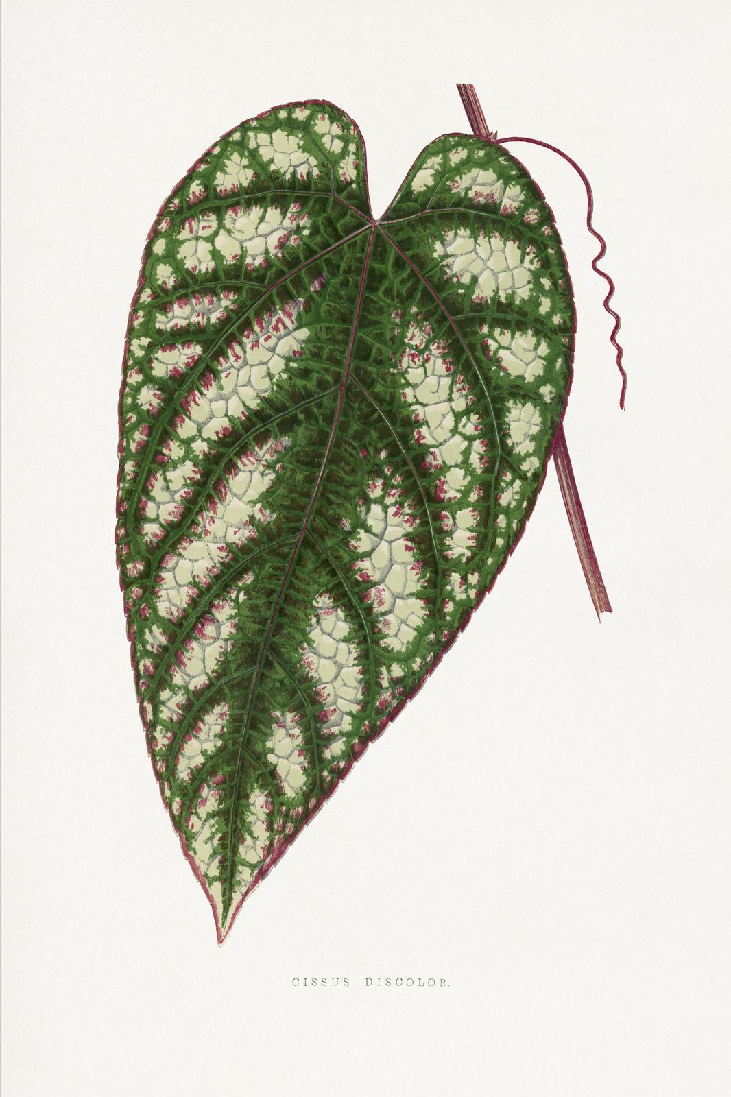 Cissus Discolor Botanical Art Wall Art