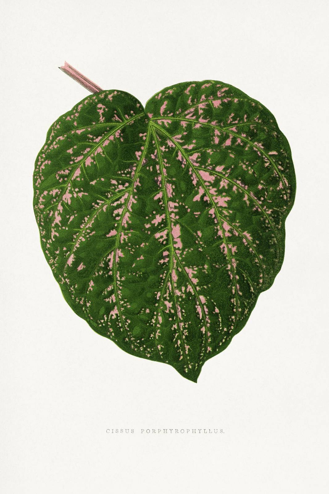 Vibrant Pink & Green Leaf Botanical Wall Art