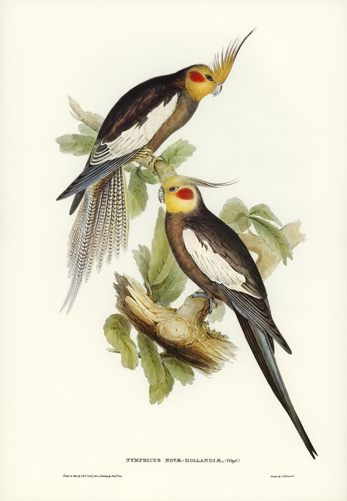 Elegant Cockatiel Pair Vintage Art Wall Art