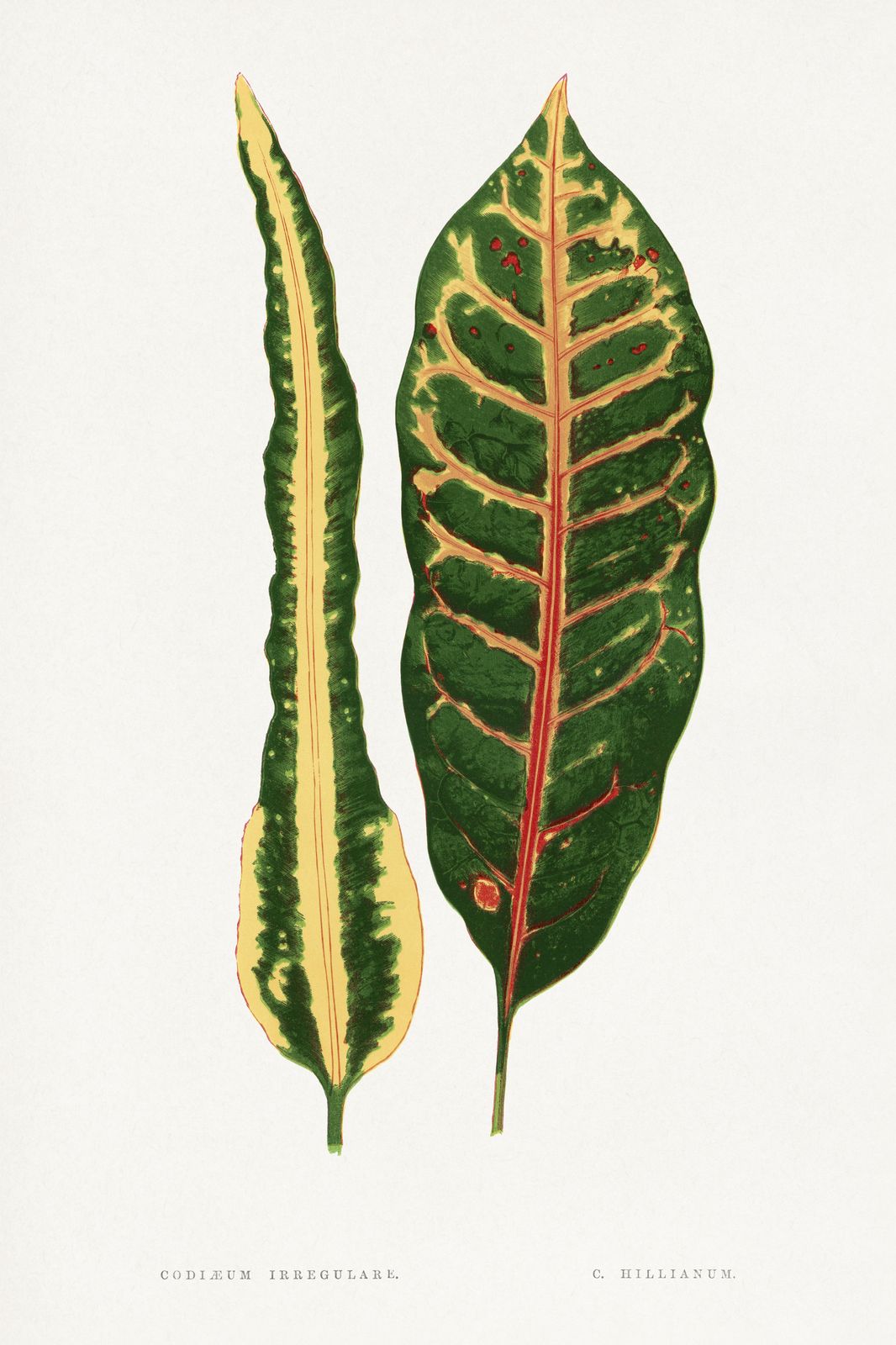 Vintage Botanical Croton Leaves Wall Art