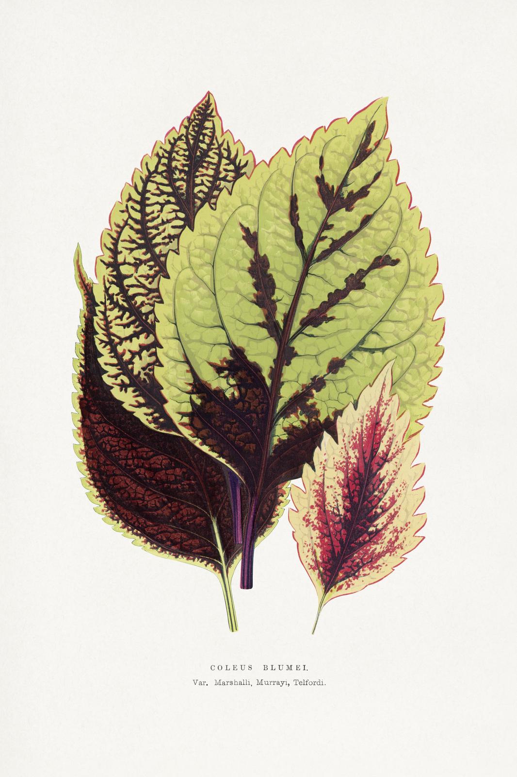 Botanical Coleus Blumei Wall Art