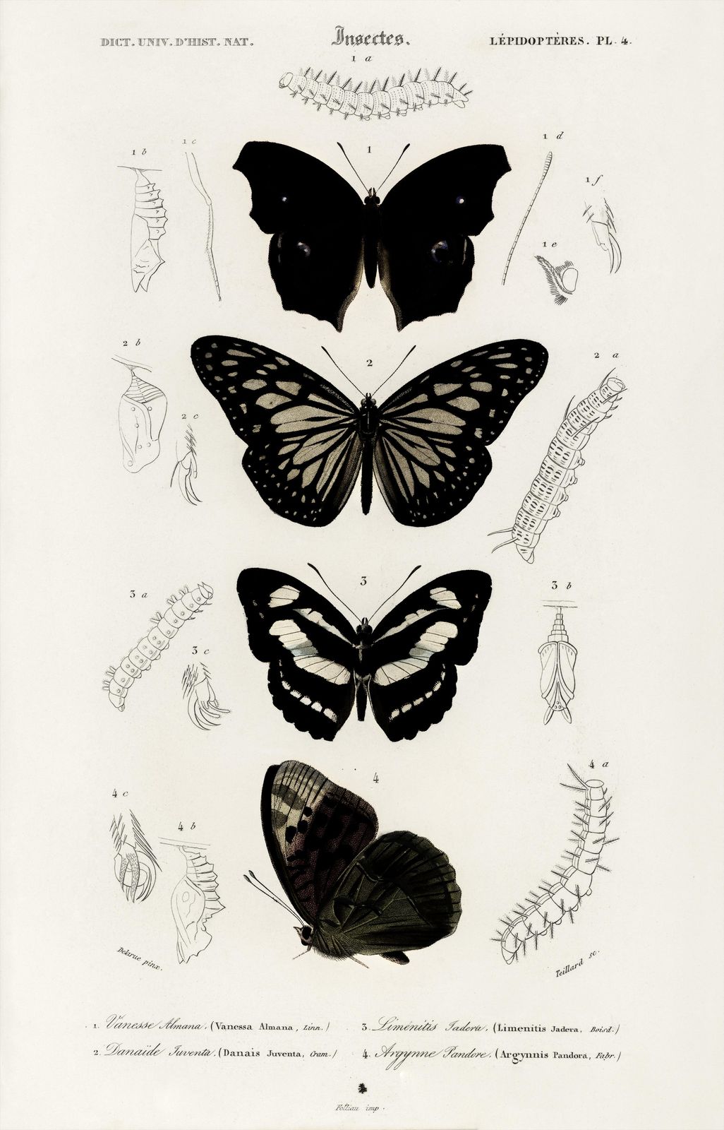 Vintage Butterfly Illustration Wall Art