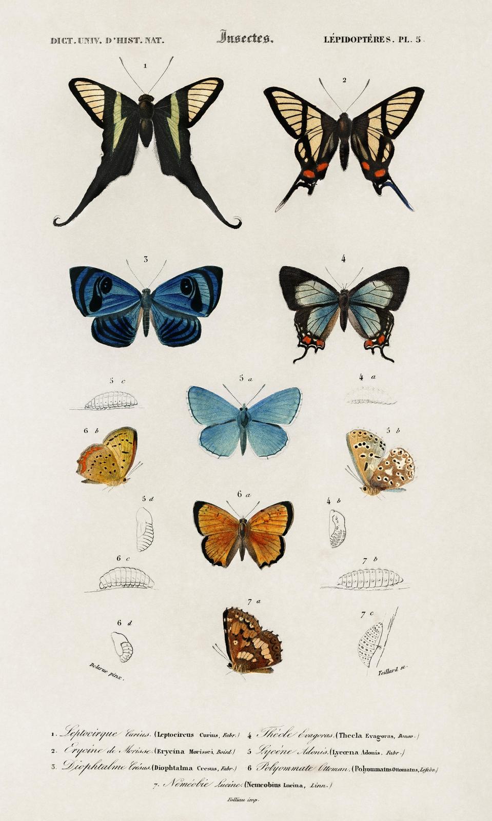 Vintage Butterfly & Insect Illustrations Wall Art