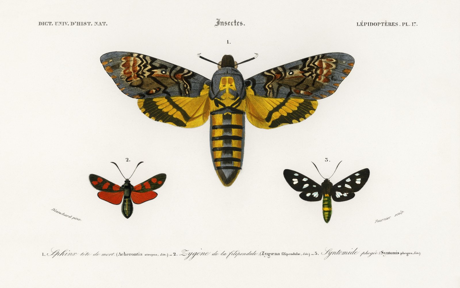 Vintage Butterfly & Moth Trio Wall Art