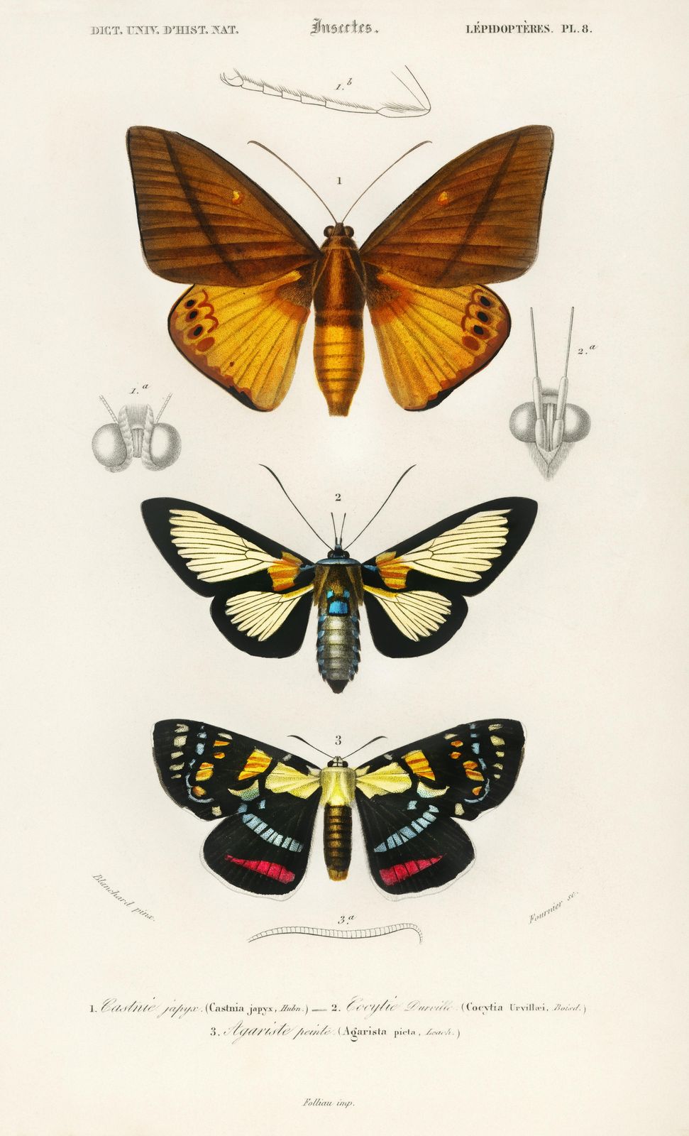 Vintage Butterfly Art: Entomological Study Wall Art