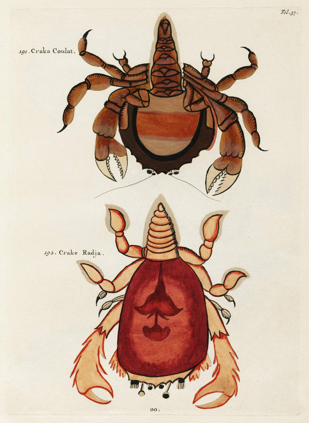 Vintage Crab Art Print - Natural History Wall Art