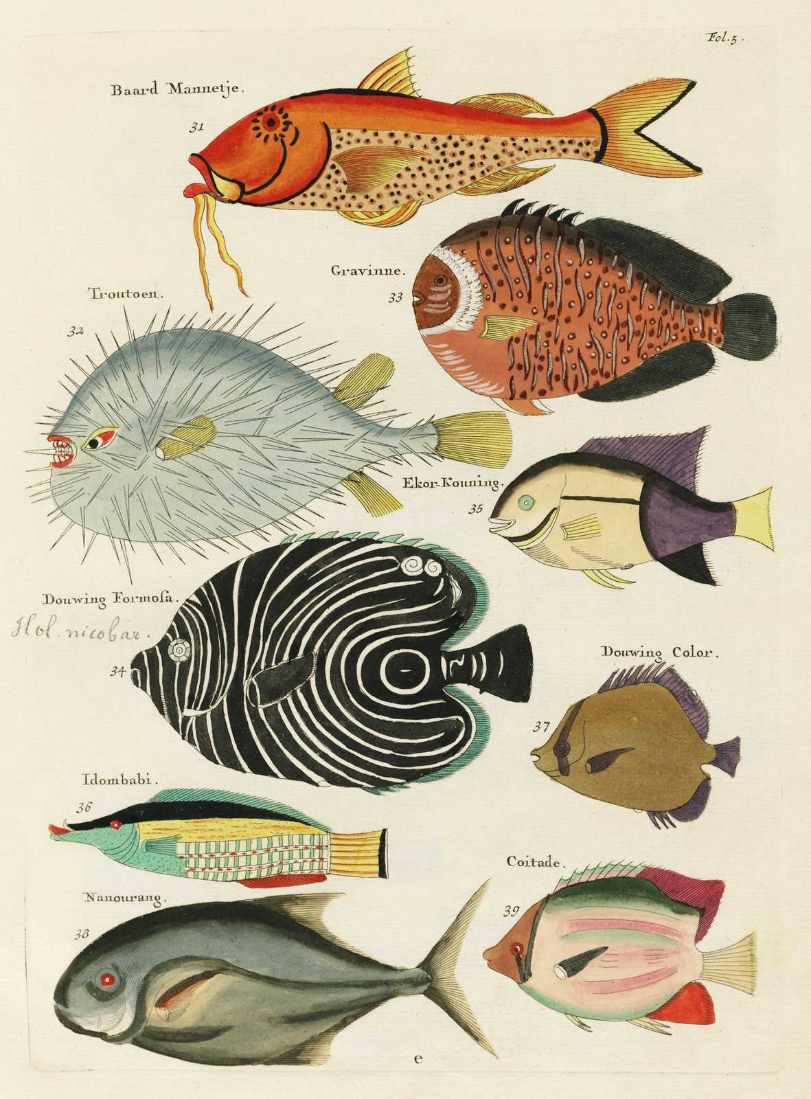 Vintage Fish Illustration Wall Art | Marine Life Art