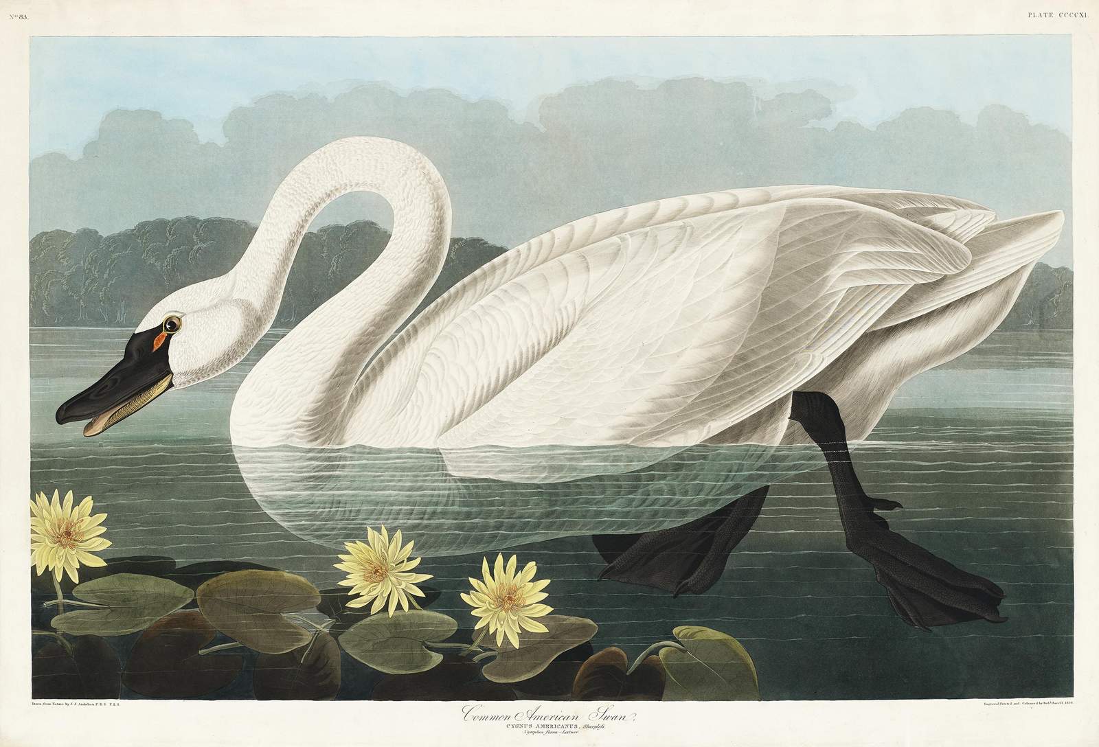 Elegant Swan Serenity Wall Art