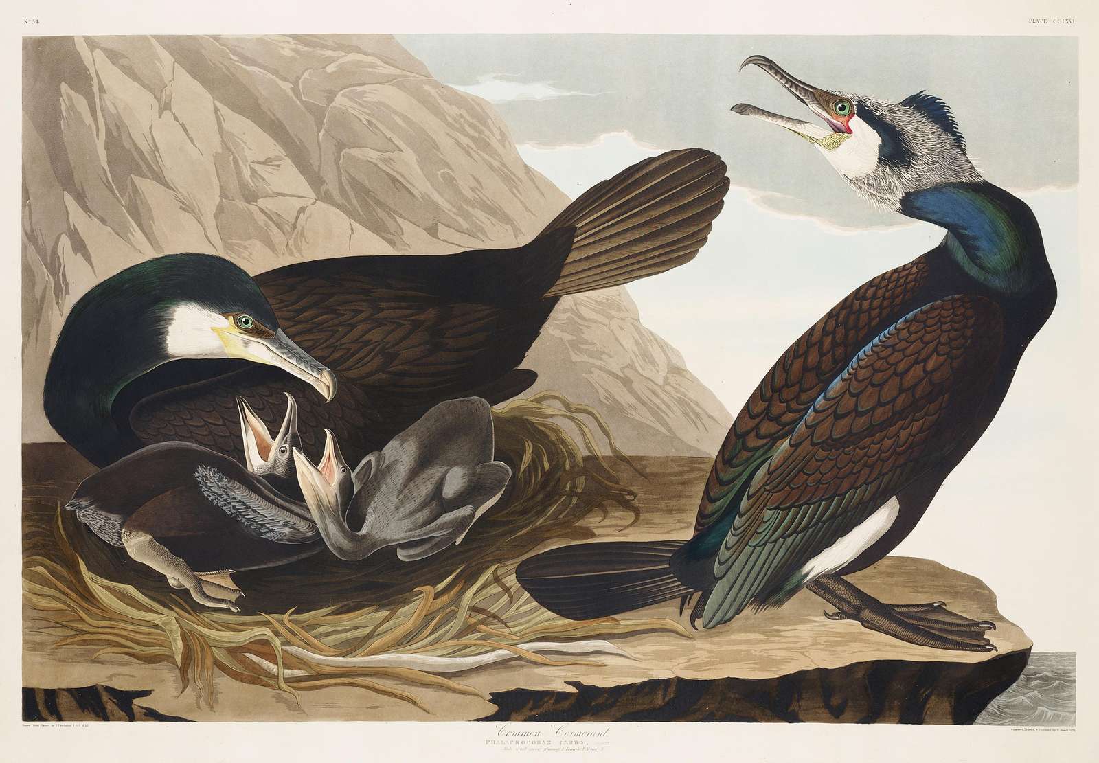 Audubon Common Cormorant Wall Art