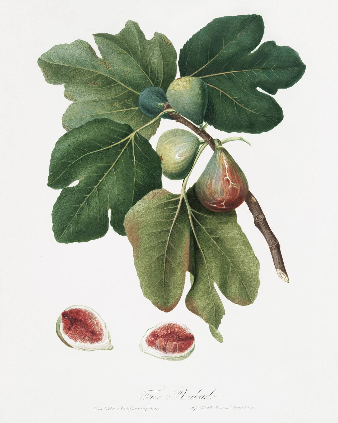 Vintage Fig Botanical Art Wall Art