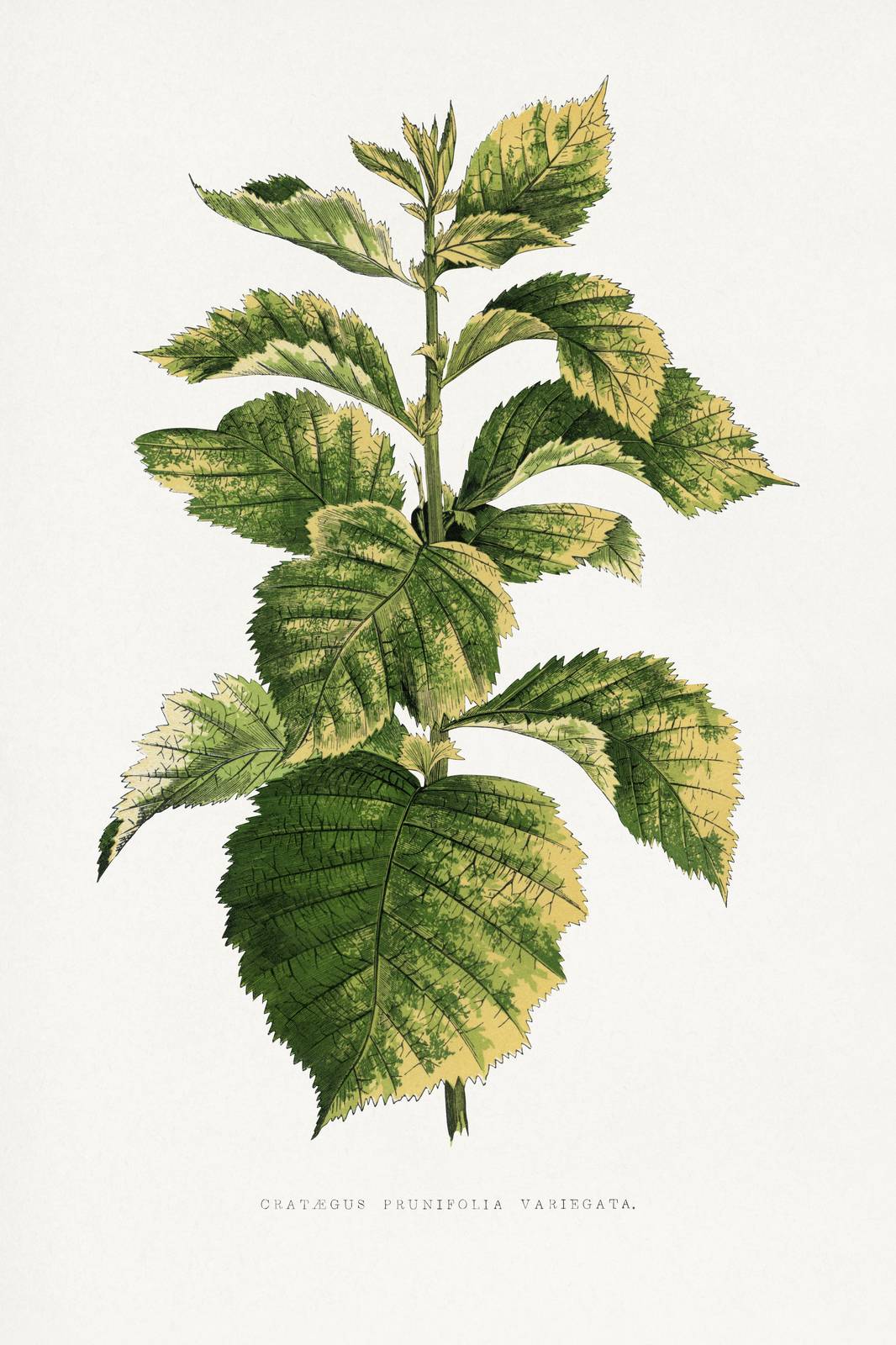 Variegated Hawthorn Botanical Wall Art