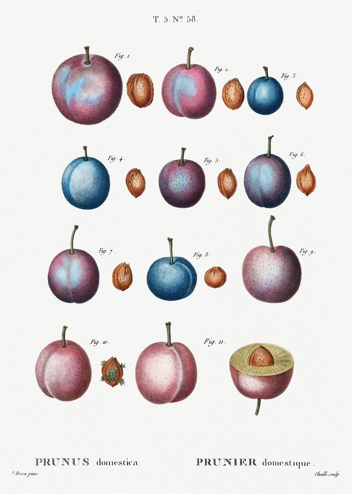 Vintage Plum Botanical Art Wall Art