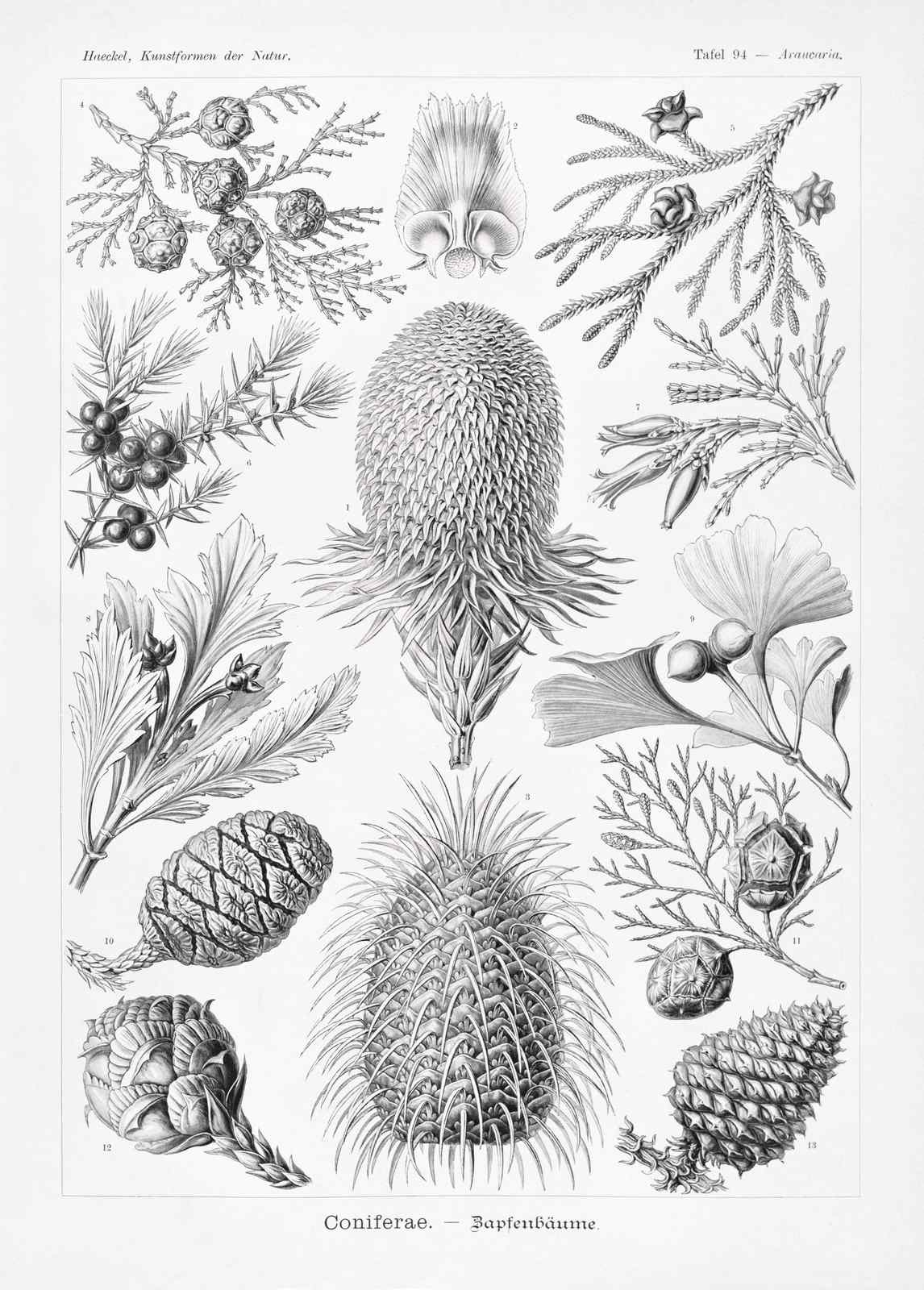 Vintage Coniferae Botanical Print Wall Art