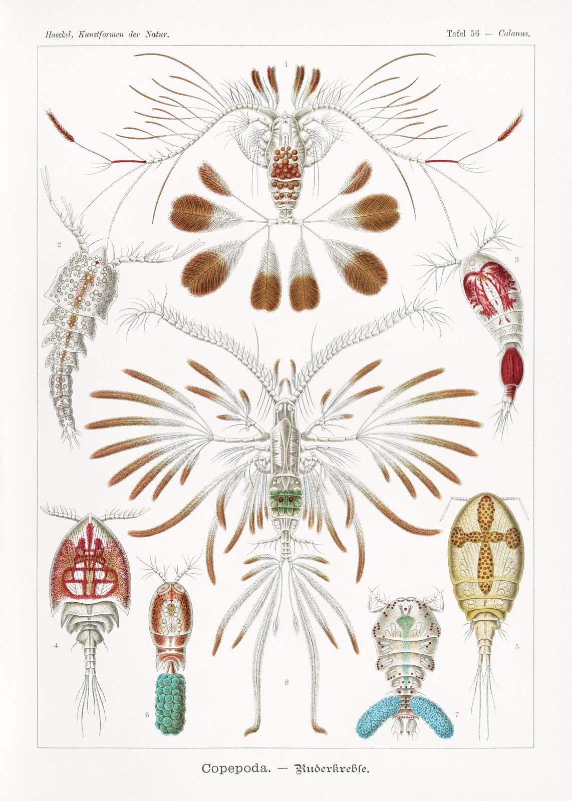 Vintage Copepoda Scientific Illustration Wall Art