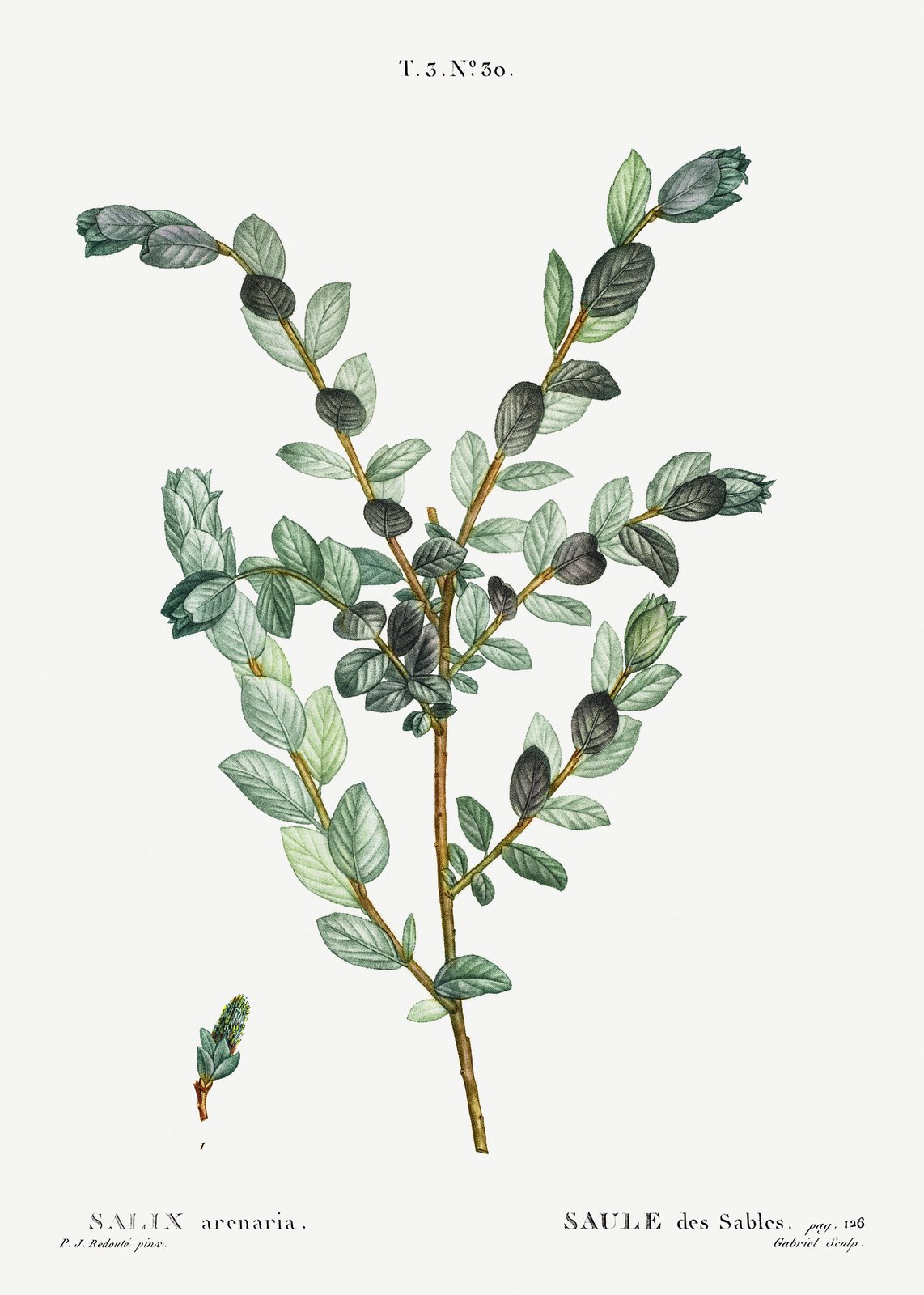 Vintage Botanical Salix Arenaria Wall Art