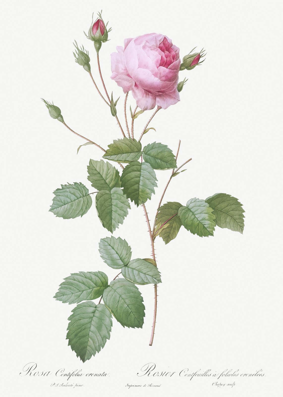 Vintage Pink Rose Botanical Wall Art Wall Art