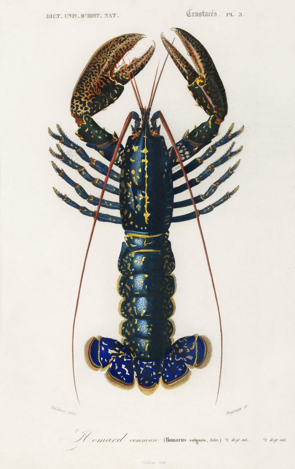 Vintage Blue Lobster Fine Art Wall Art