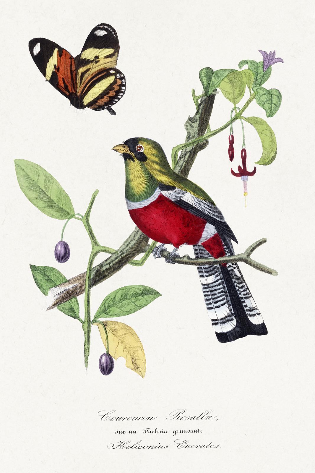 Vibrant Bird & Butterfly Botanical Wall Art