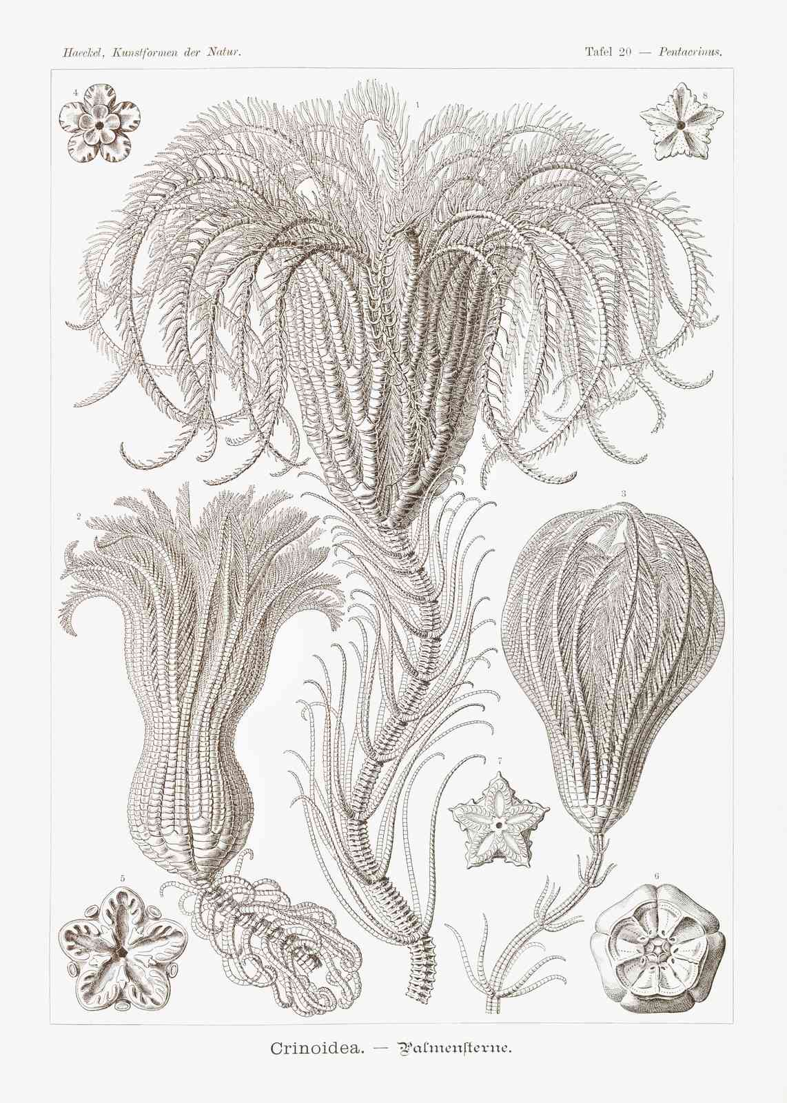 Vintage Crinoidea Sea Lily Botanical Art Wall Art