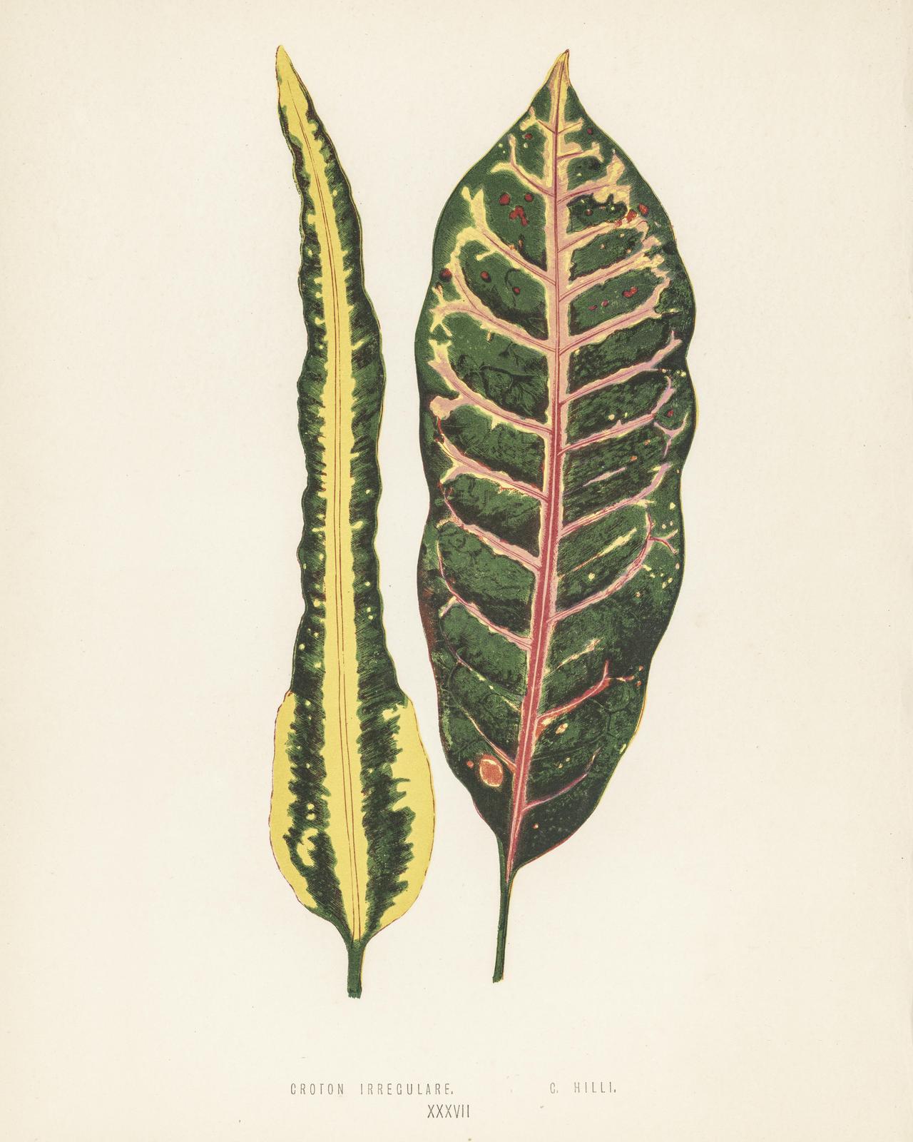 Vintage Croton Leaves Botanical Art Wall Art