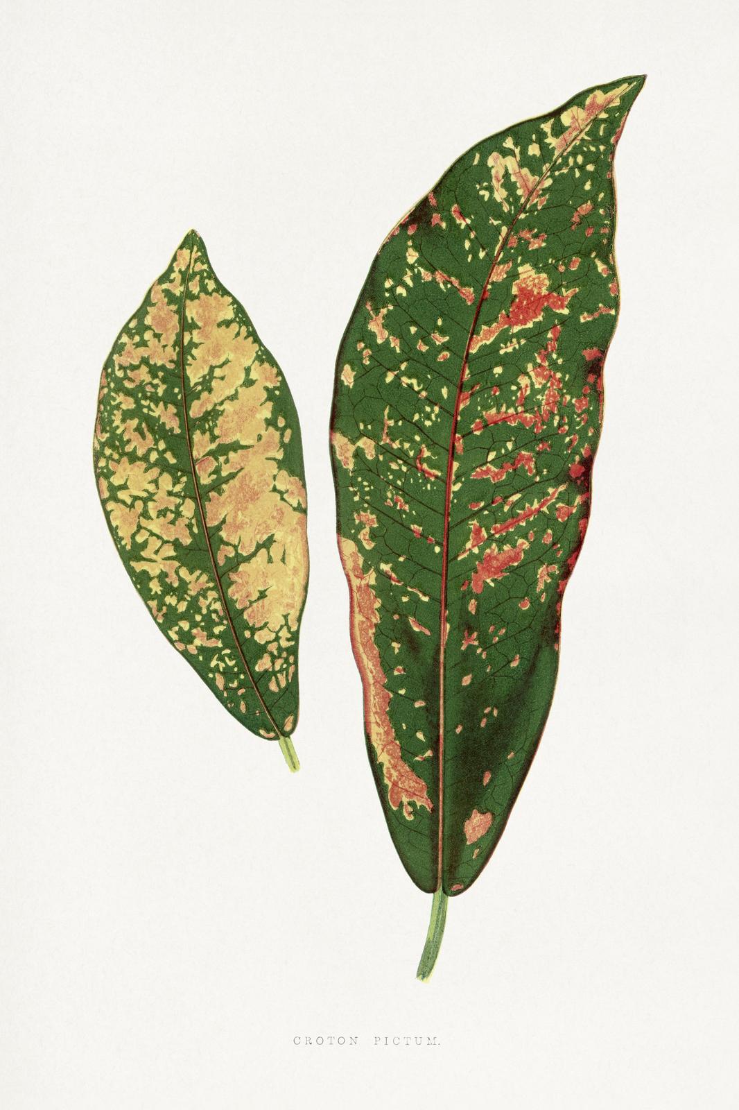 Vintage Croton Pictum Botanical Art Wall Art