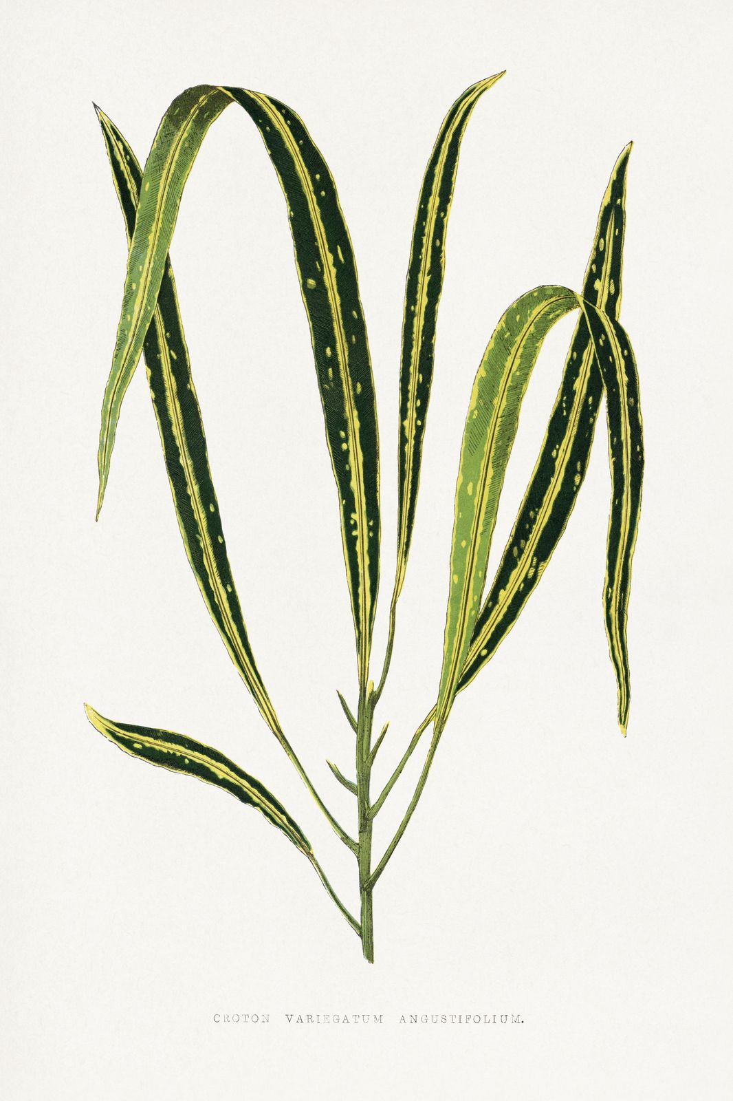 Vintage Croton Plant Botanical Art Wall Art