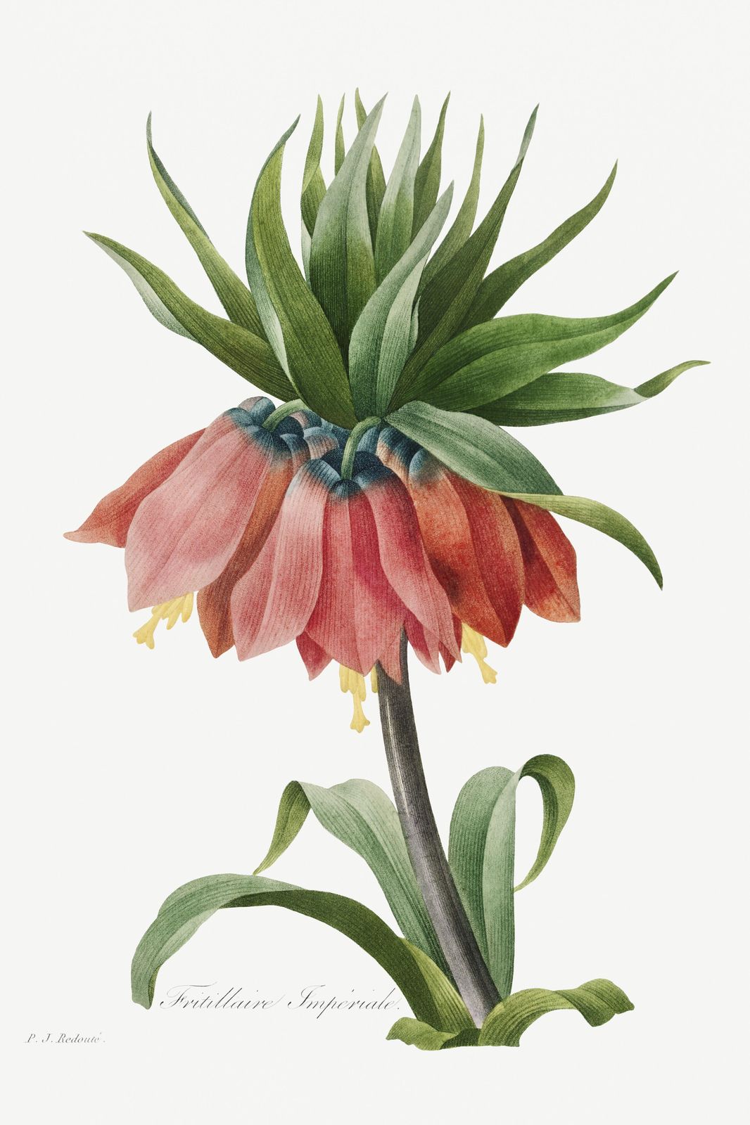 Imperial Fritillary Botanical Art Wall Art