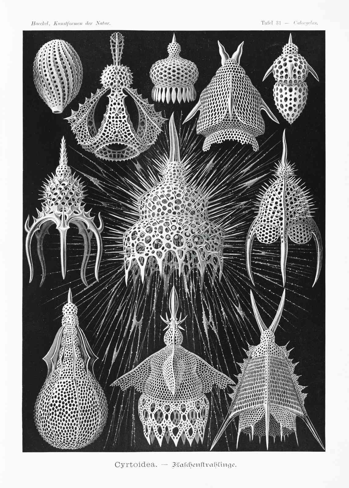 Haeckel Radiolaria Cyrtodea Wall Art