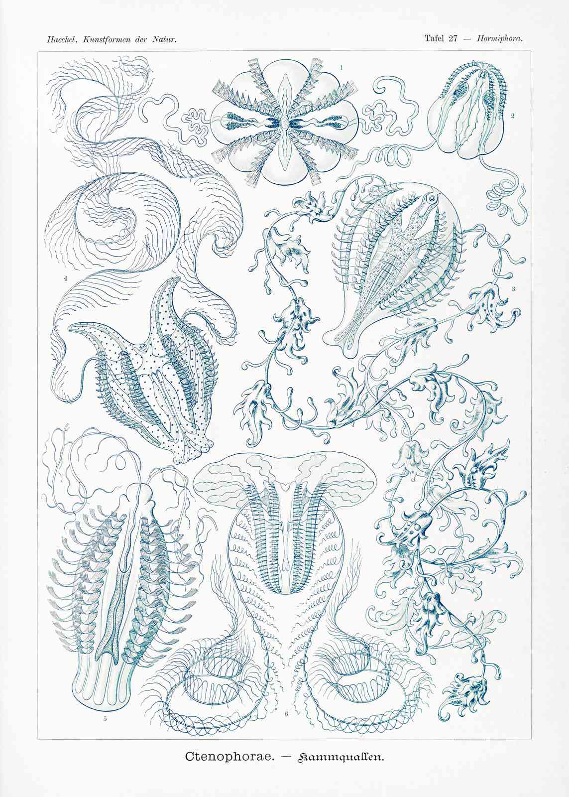 Vintage Marine Life Ctenophora Wall Art