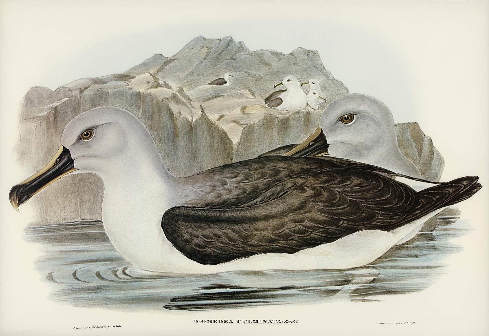 Vintage Albatross Bird Art Wall Art
