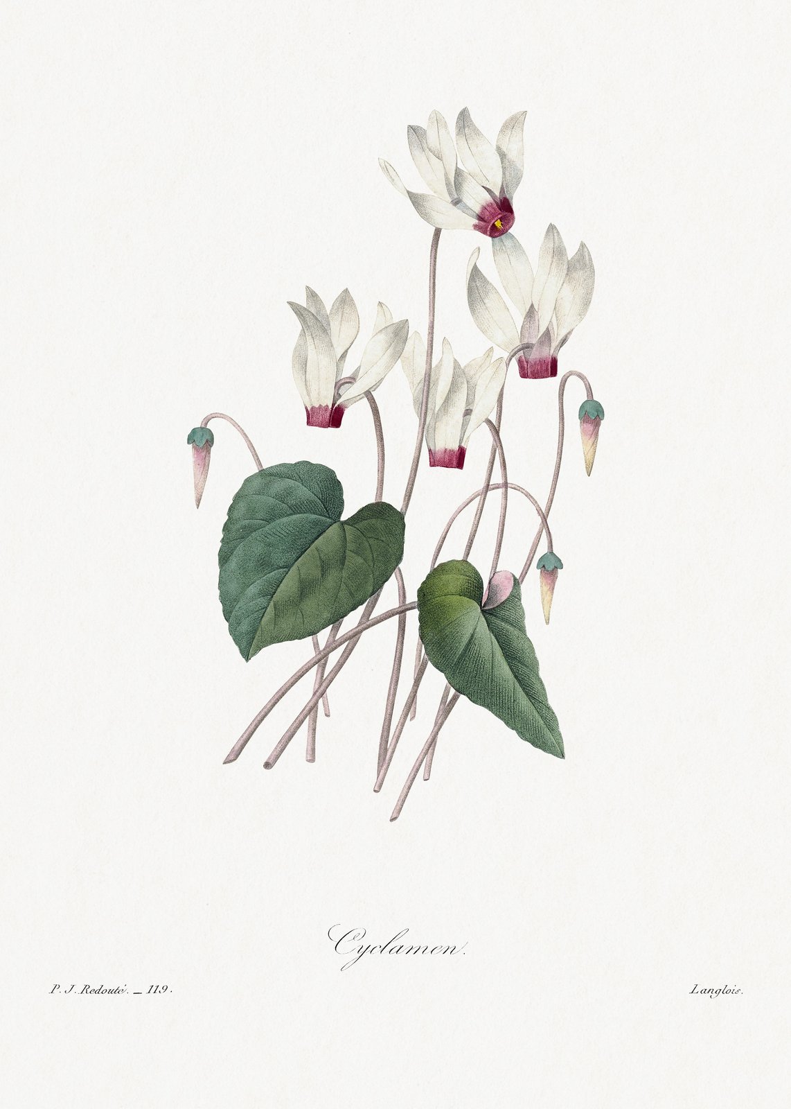 Vintage Cyclamen Botanical Art Wall Art