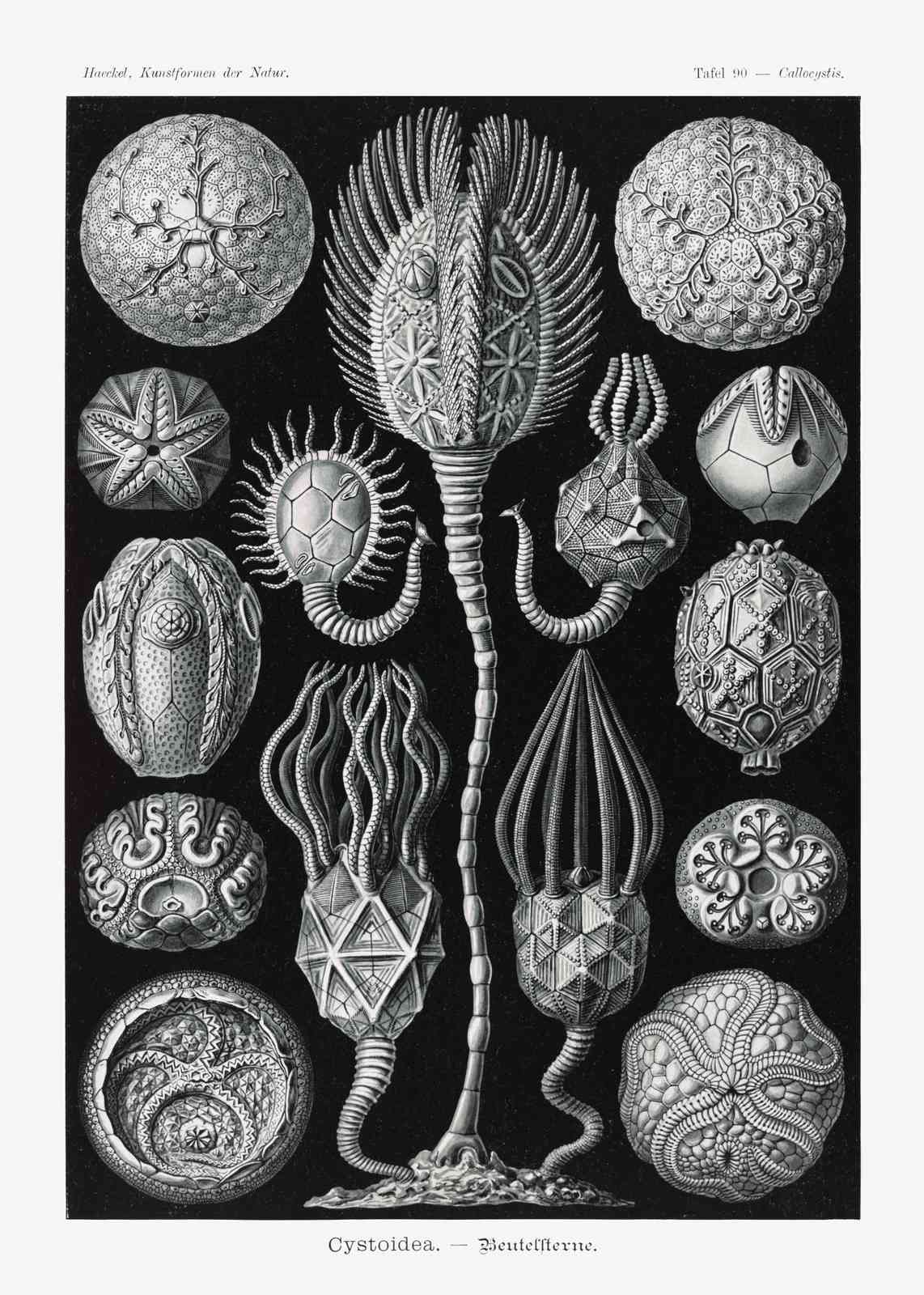 Vintage Sea Creatures Art Poster Wall Art