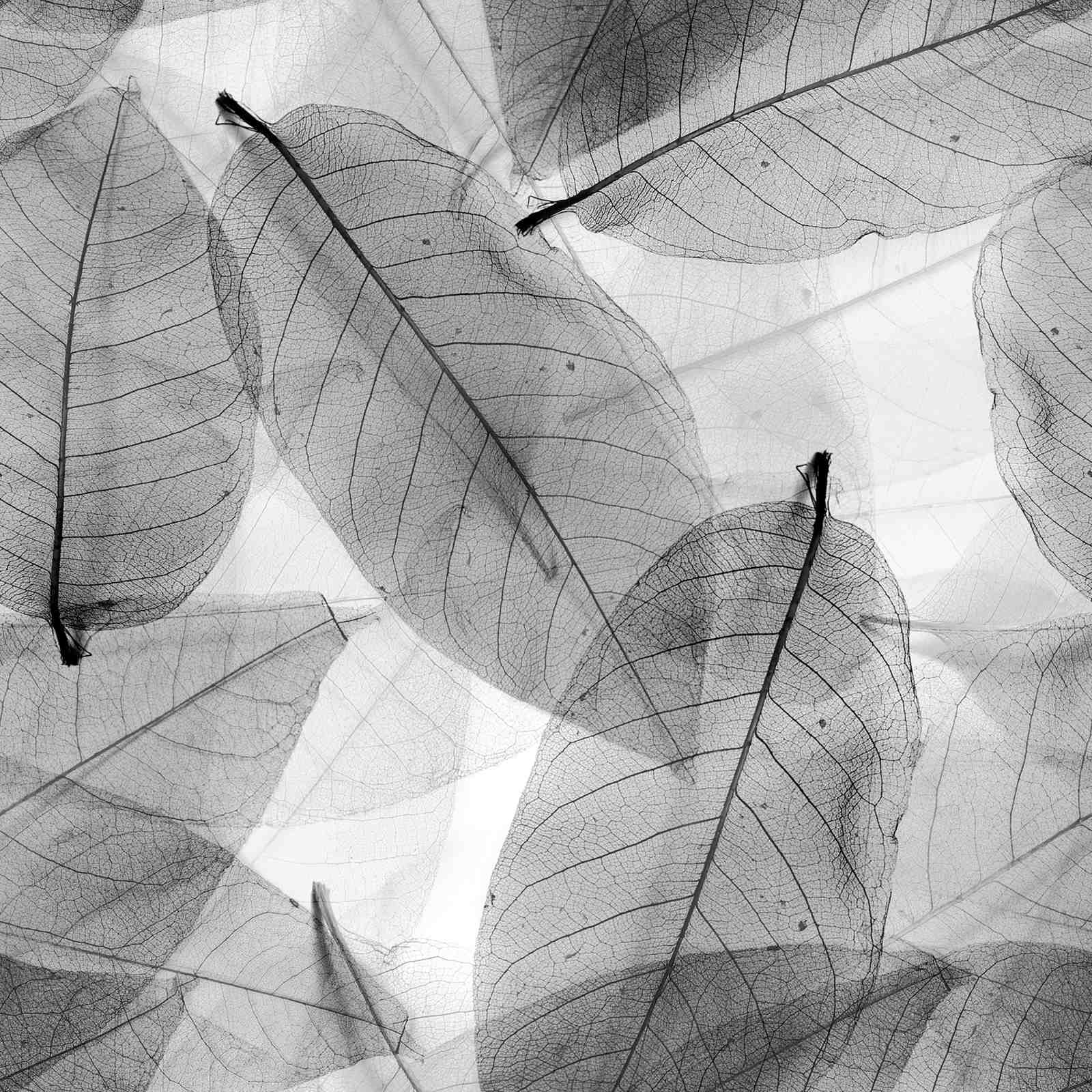 Monochromatic Leaf Skeleton Macro Wall Art