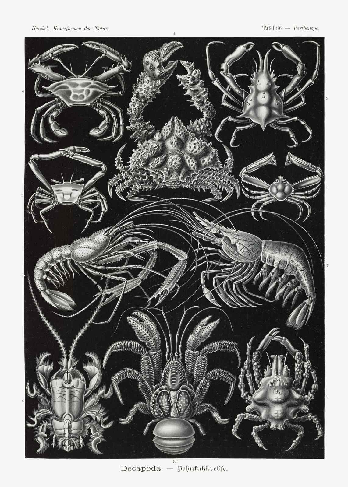 Vintage Marine Life Decapoda Wall Art