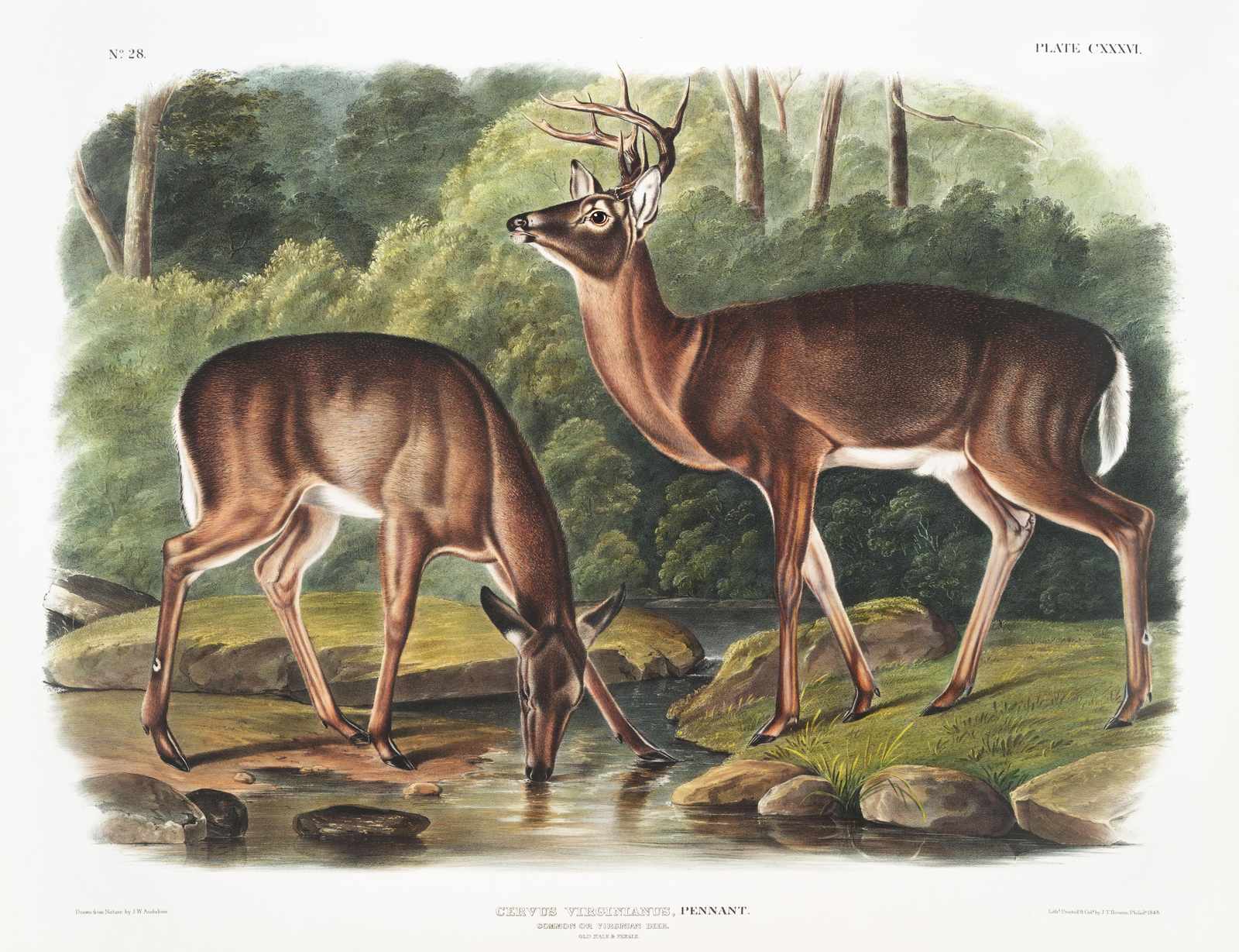 Vintage Deer Nature Scene Wall Art
