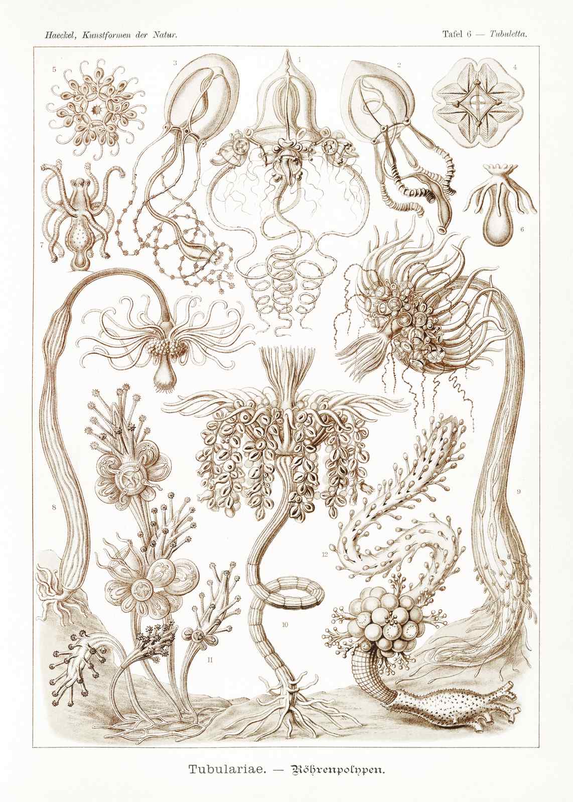 Vintage Sea Life Scientific Illustration Wall Art