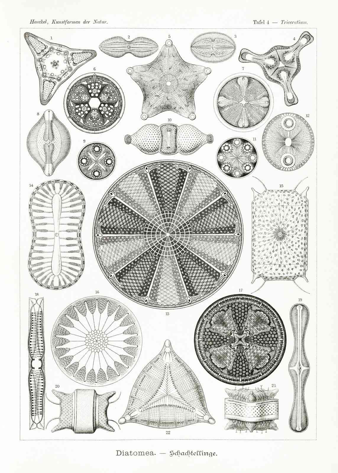 Vintage Diatom Art: Scientific Masterpiece Wall Art