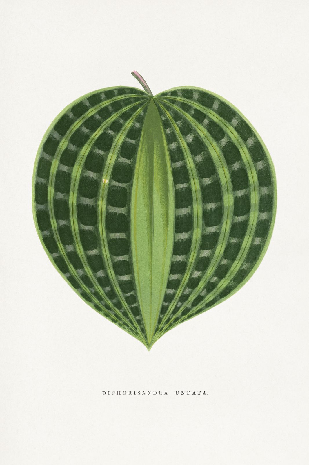 Vintage Dichorisandra Undata Botanical Wall Art