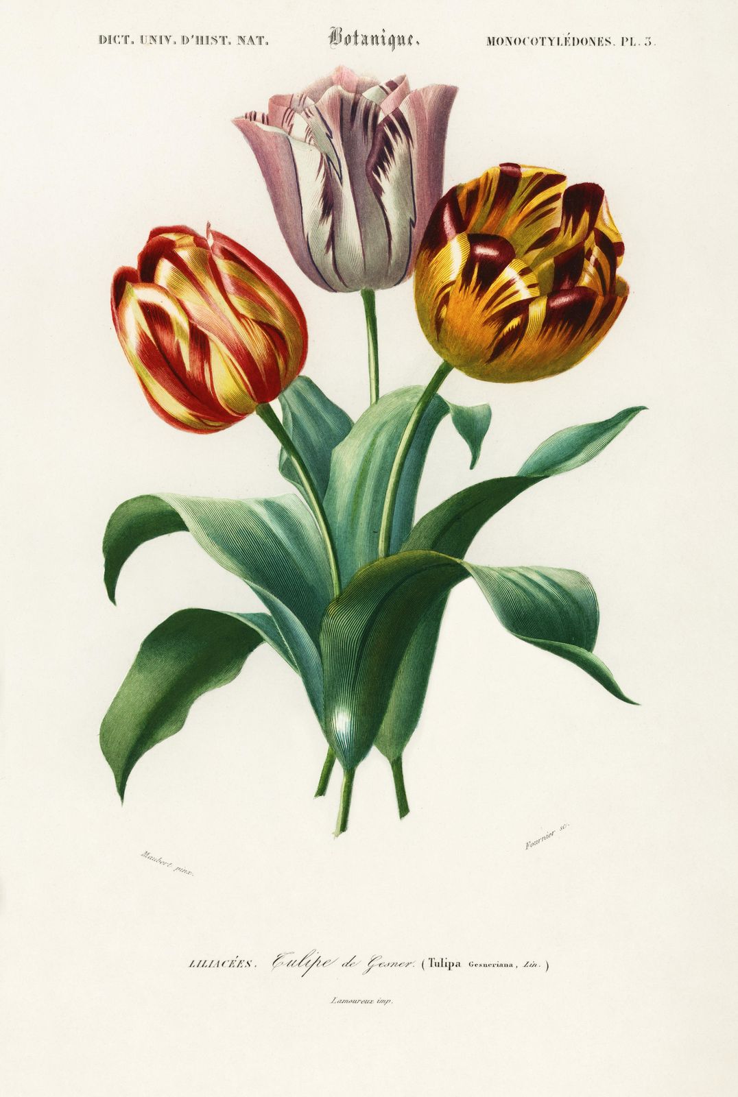 Vintage Botanical Tulip Wall Art