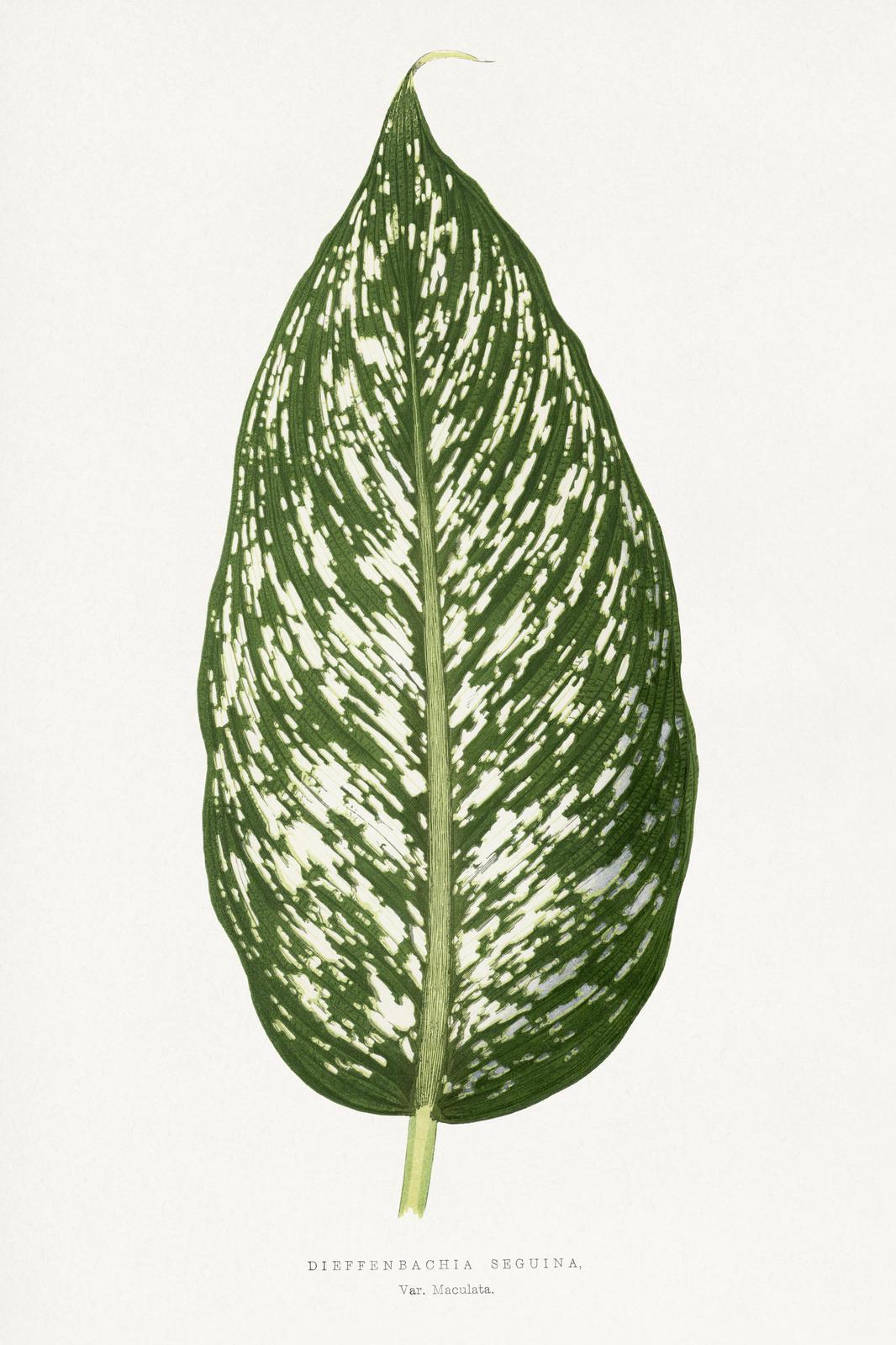 Dieffenbachia Leaf Botanical Wall Art