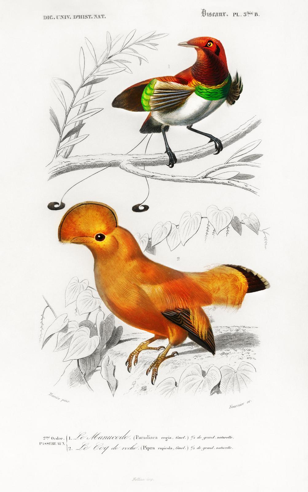 Vintage Birds of Paradise Wall Art - Exotic Wall Art