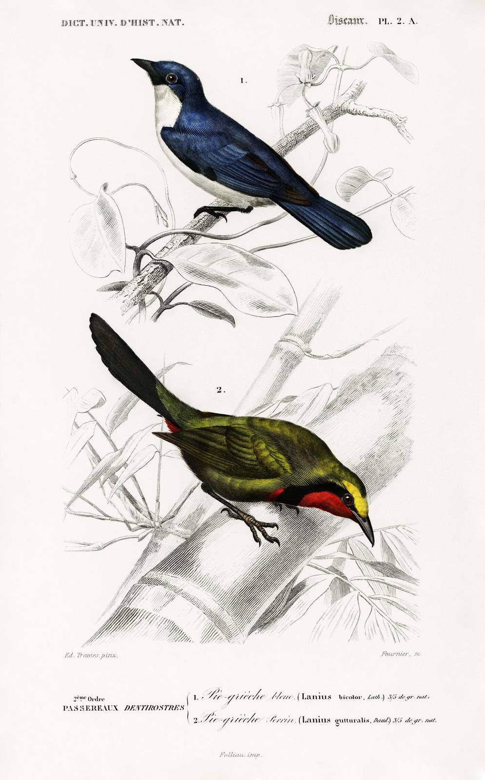 Vintage Bird Duo Blue & Green Wall Art