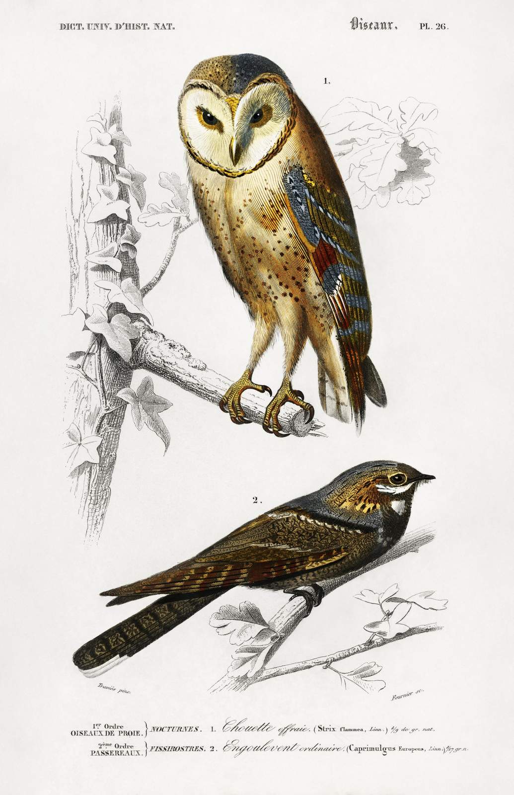 Vintage Barn Owl & Nightjar Wall Art