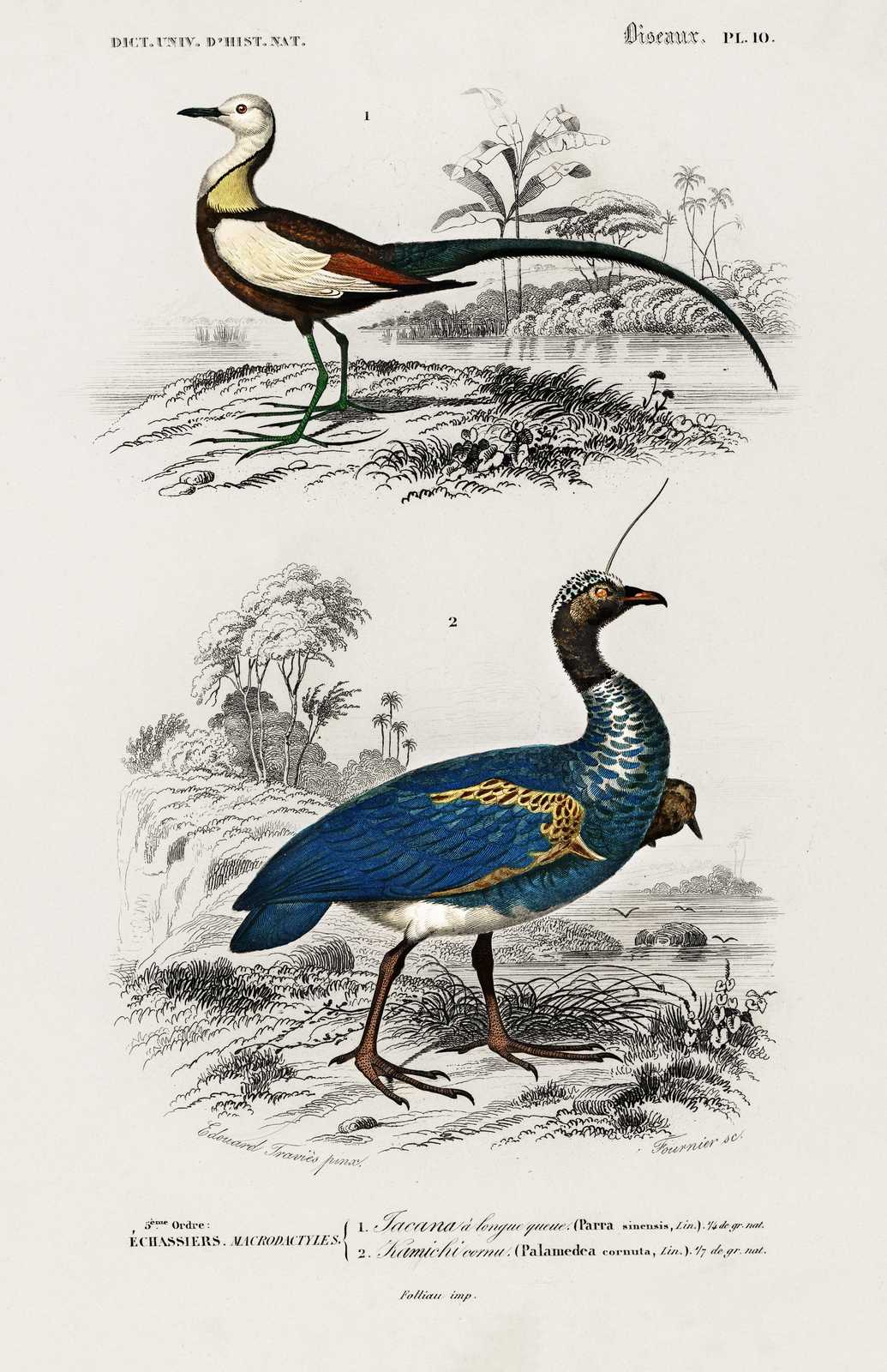 Vintage Bird Illustrations Wall Art