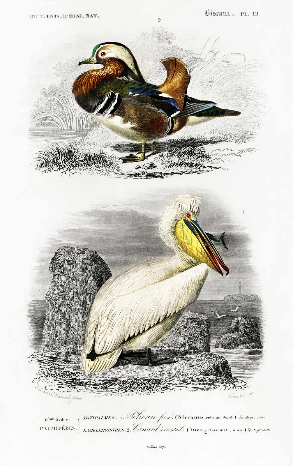Vintage Duck & Pelican Bird Art Wall Art