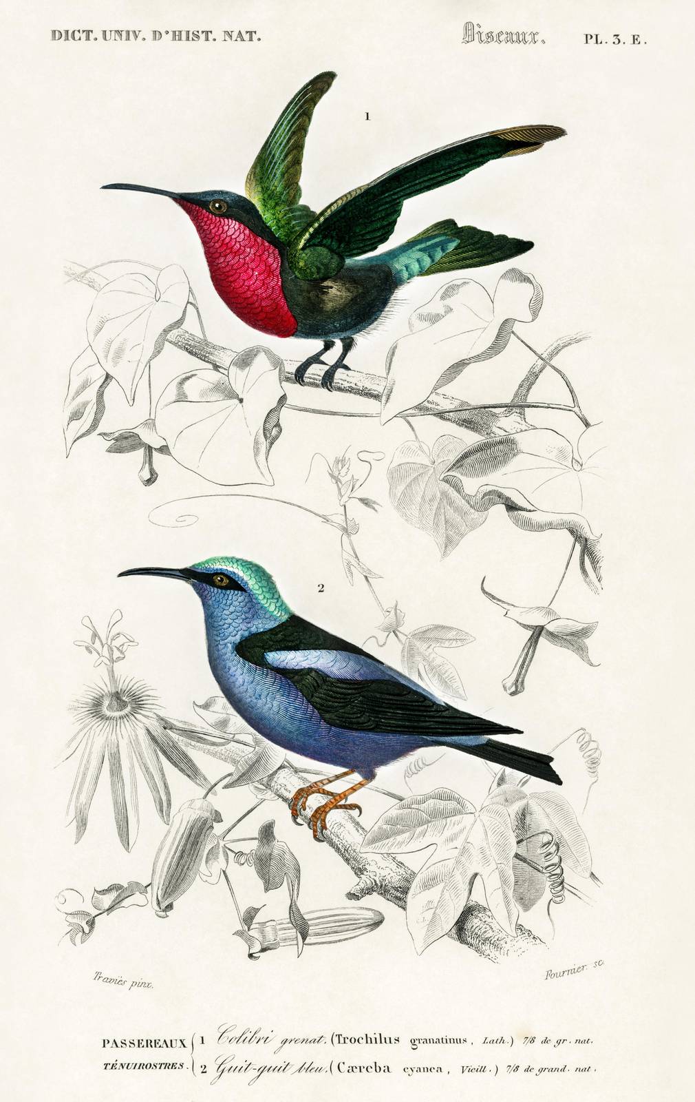 Vibrant Hummingbirds & Floral Vintage Ornithology Wall Art